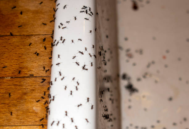 Best Pest Inspection Near Me  in North Enid, OK